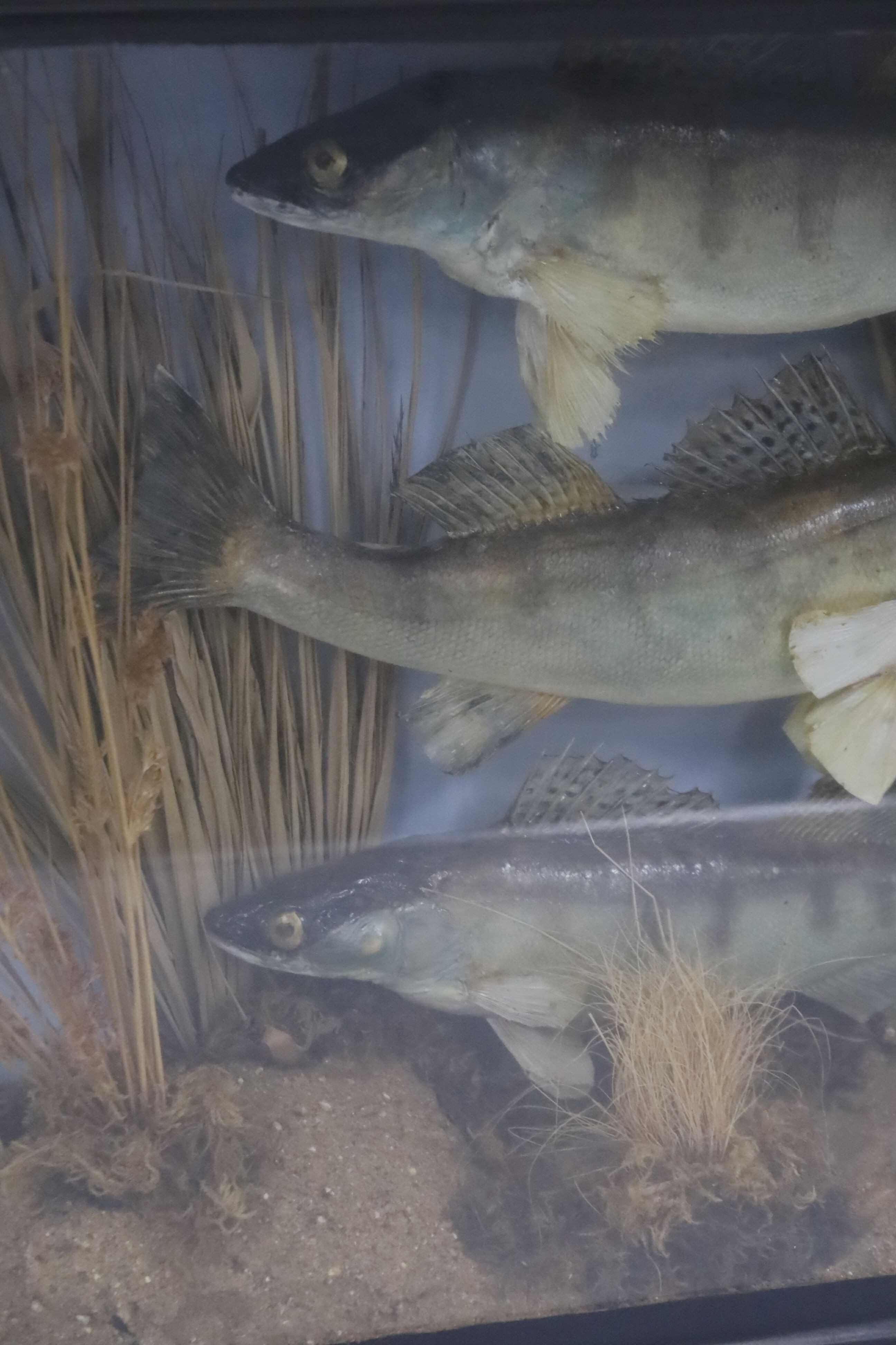 Three cased taxidermic fish, largest 61cm